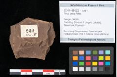 Foto (Objekt + Etikett) von Pinus laricio Poiret (NHMW-GEO-2024-0188-0232)